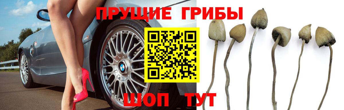 Псилоцибиновые грибы Psilocybe Сосновый Бор